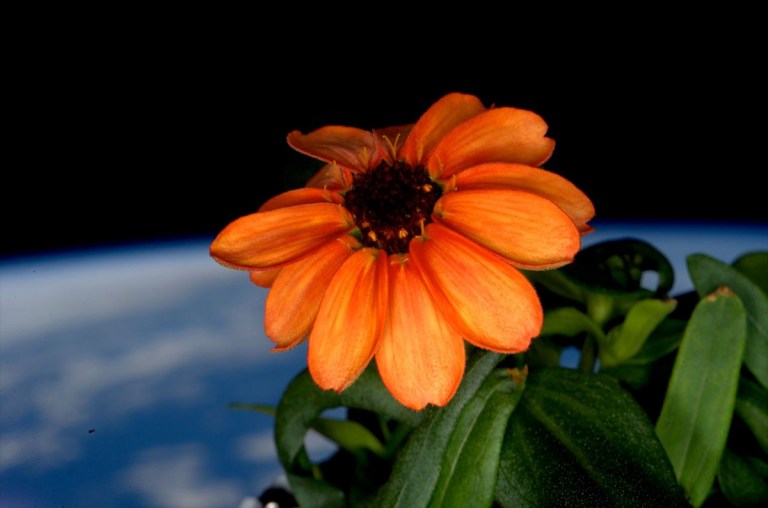 Zinnia in space