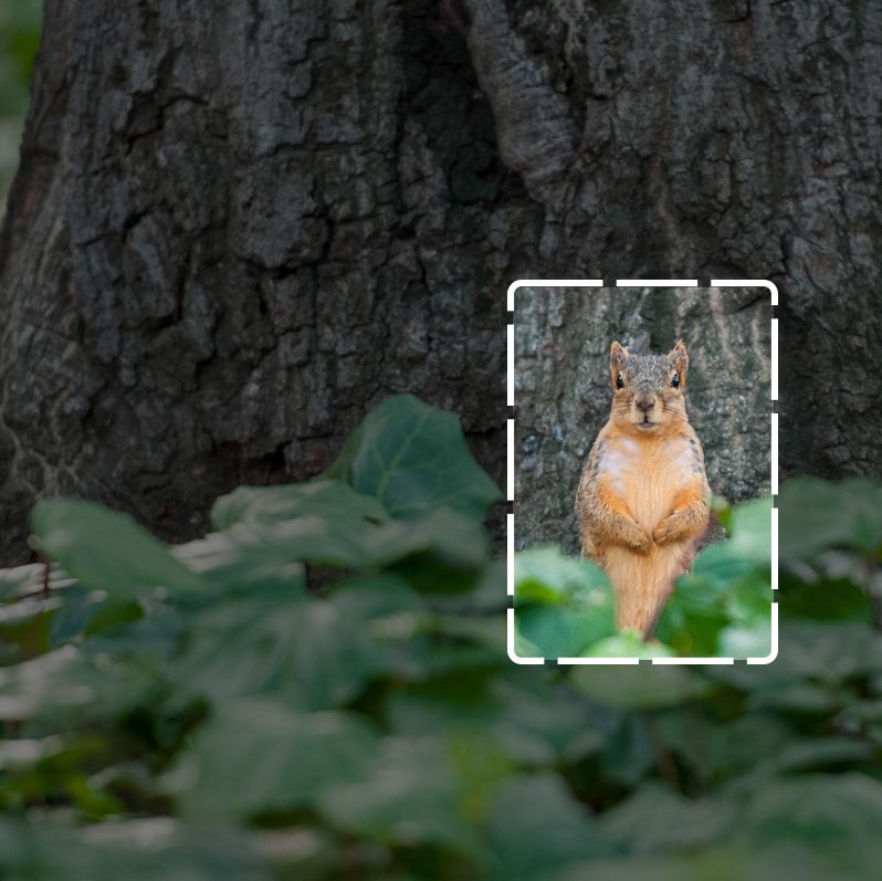 A fox squirrel in a bed of ivy surrounded by a superimposed bounding box